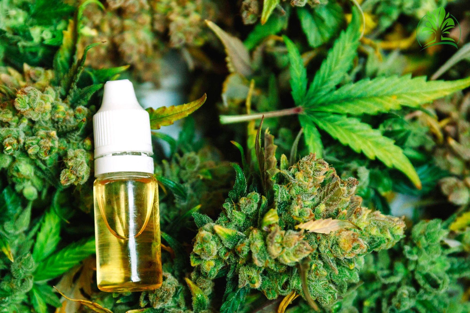 Who Could Benefit from Hemp Oil Products?